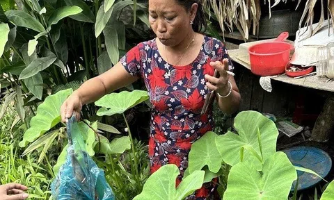 Người phụ nữ bị bắt vì mua bán, tàng trữ chồn bay