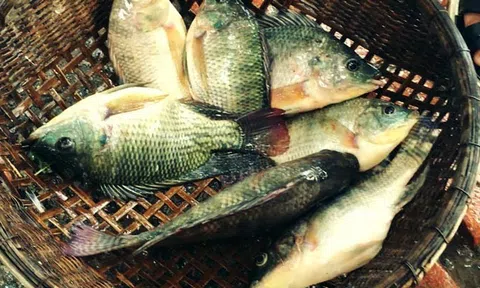 Loài cá bình dân bán khắp chợ Việt Nam nay trở thành “món hàng hot” trên thế giới nhờ một giá trị này