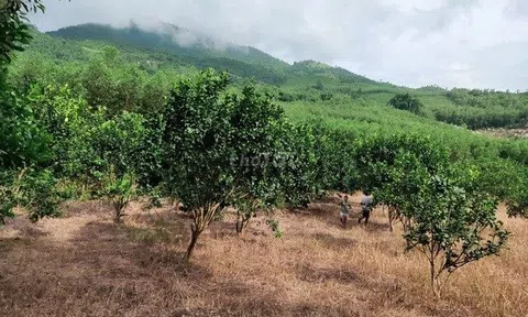 Danh mục cây trồng lâu năm được chuyển đổi cơ cấu trên đất trồng lúa tại TPHCM