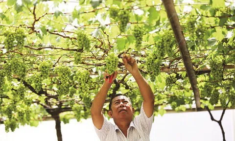 Trào lưu hàng “nhà làm”