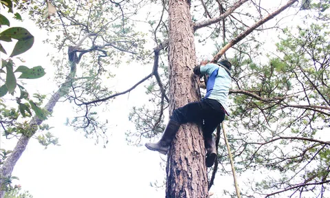 “Choáng” với cảnh người dân leo lên ngọn thông hái trái