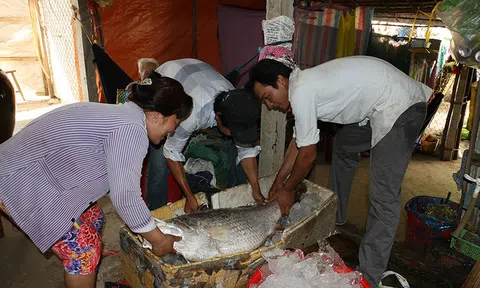 Ngư dân bắt được cá nghi sủ vàng, nặng 26 kg