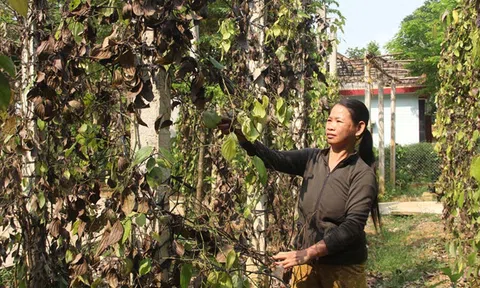 Quảng Nam: Người dân điêu đứng vì tiêu chết hàng loạt 