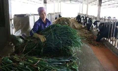 Làm giàu ở nông thôn: Vùng đất dân cư nuôi bò sữa thành tỷ phú