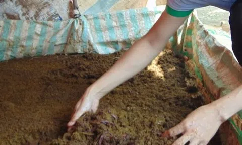 Nữ kỹ sư 9x bỏ việc về quê nuôi… giun