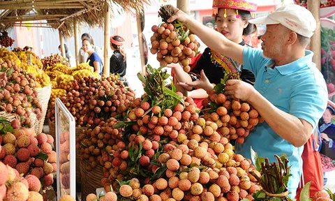 Hải Dương: Chủ động tìm đầu ra cho vải thiều
