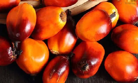 Giá dầu cọ giảm mạnh nhất trong 4 tháng, khả năng giảm tiếp