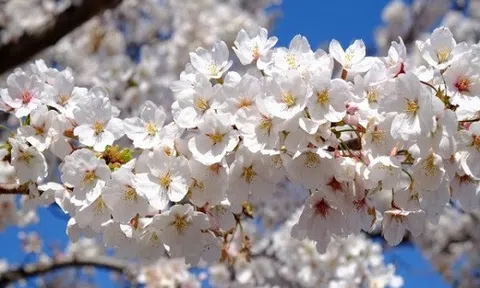 Sakura - hoa anh đào Nhật Bản liệu chăng chỉ có một loại ?