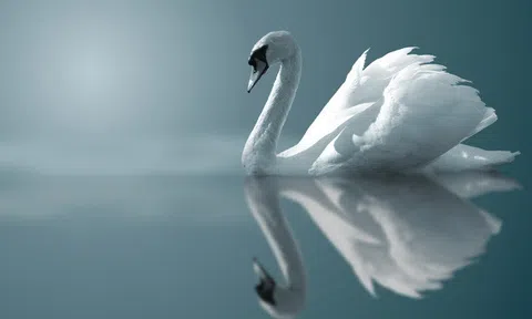 Nguyên tắc thiên nga trong tuyển dụng nhân sự