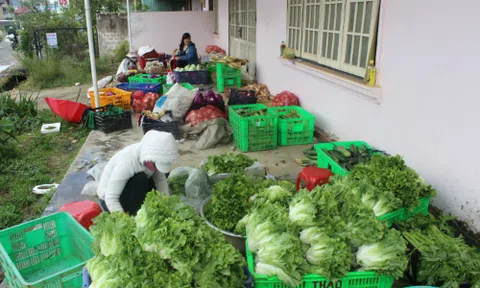 Một kg xà lách cô rôn Đà Lạt có giá 40.000 đồng 