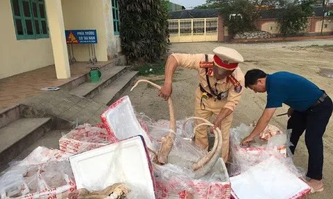 CSGT bắt giữ hàng tấn thịt, nội tạng thối