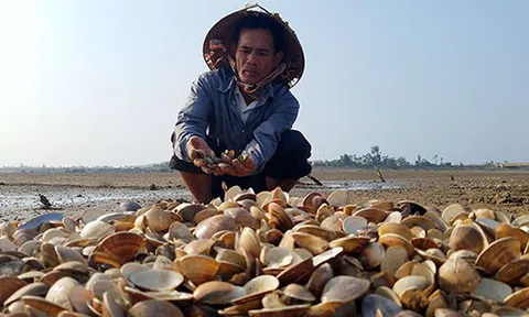 Ngao chết hàng loạt ở Hà Tĩnh do sương muối