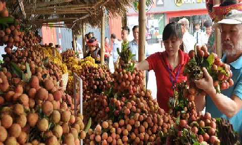 Vải, nhãn được mùa, lại lo khâu tiêu thụ