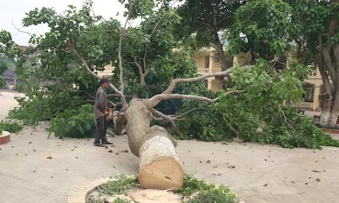 Loại bỏ cây ngô đồng khiến bảy học sinh ngộ độc