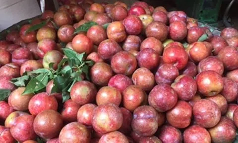 Mận hậu mất mùa, hàng rong “hét” giá 270.000 đồng/kg