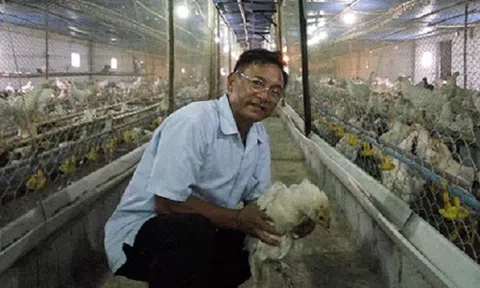 Lão nông lãi nửa tỷ đồng mỗi năm nhờ nuôi gà