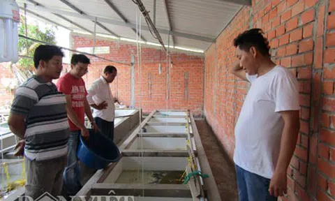 Giám đốc bỏ lương 30 triệu về nuôi lươn, kiếm tiền tỷ