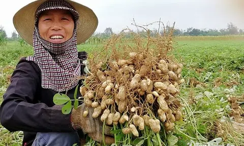 Hơn 5.000 tấn lạc tươi phục vụ thị trường dịp lễ ​