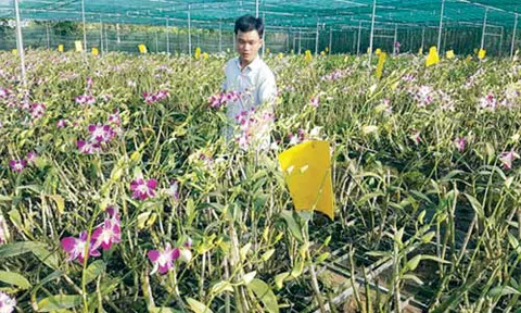 Kỹ sư 9X rời bàn giấy về quê trồng lan