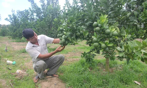 Lão nông `đút túi` nửa tỷ đồng mỗi năm từ vùng `đất chết`