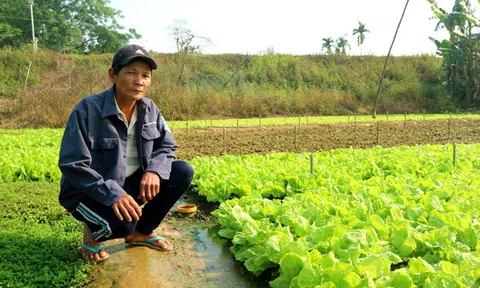 Mỗi tháng thu vài chục triệu đồng nhờ trồng rau an toàn