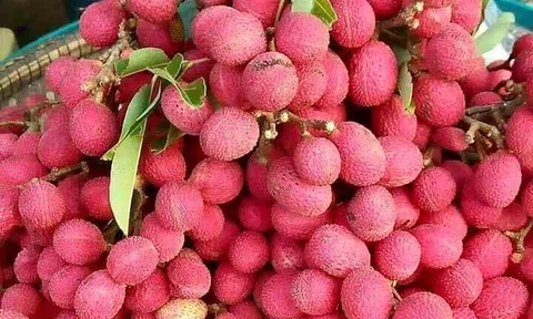 Quả rừng đỏ au: Món lạ dầm muối ớt lên cơn sốt quà vặt