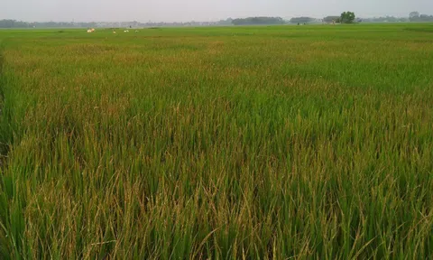 Nghi lấy 1 triệu mà phun thuốc diệt cỏ để diệt lúa nhà bạn gái