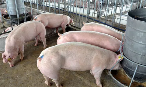 Thịt lợn bật tăng, chạm mốc 40.000 đồng/kg