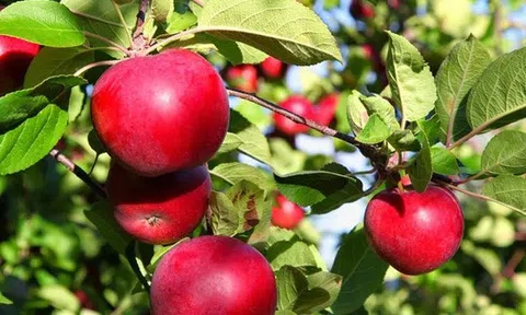 Câu chuyện kinh doanh táo và bài học dành cho bất cứ ai đang có ý định khởi nghiệp