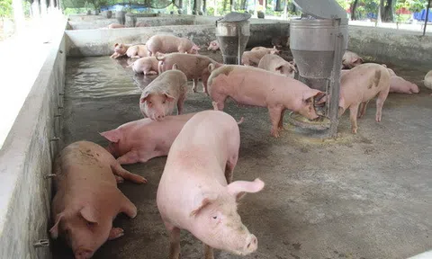 Giá heo hơi tăng kỷ lục sau một năm chạm đáy