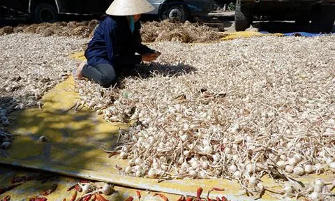 Không chỉ tỏi Lý Sơn, tỏi Phan Rang cũng có giá tới 200 nghìn/kg