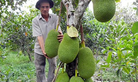 Sau cơn sốt 50.000đ/kg, giá mít Thái lại nhảy múa