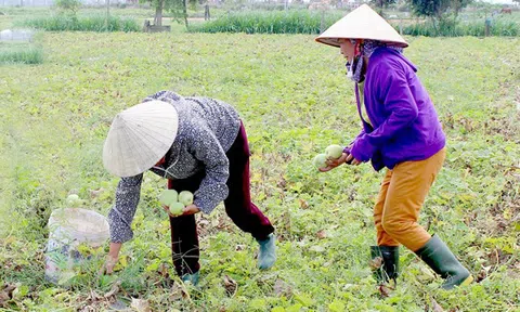 Dưa lê đầu mùa hút hàng hết vèo vèo