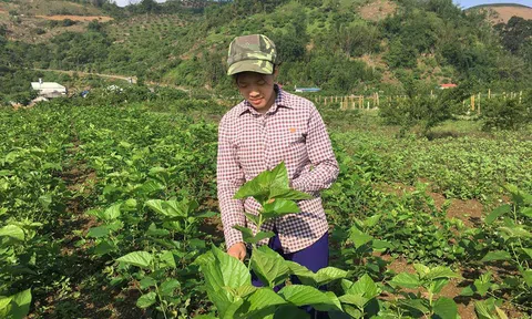 Thiếu nữ lên cao nguyên nuôi tằm, lãi 100 triệu/năm
