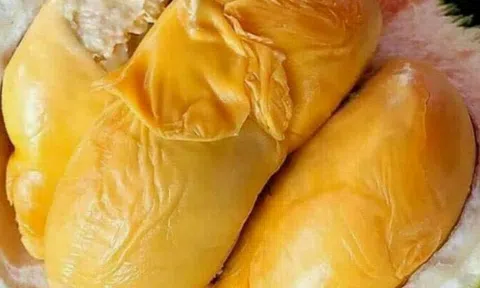 Sầu riêng ở vườn rớt giá, cửa hàng vẫn bán cao gấp tám lần