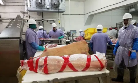 Thịt lợn rừng Texas đã được nhập khẩu vào thị trường Việt