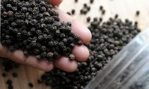 Hồ tiêu được dự báo mất mùa nhưng giá vẫn không tăng