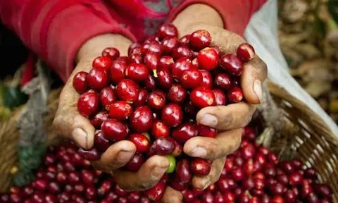 Giá nông sản hôm nay 17/5: Giá cà phê quay đầu tăng nhẹ, giá tiêu ít biến động