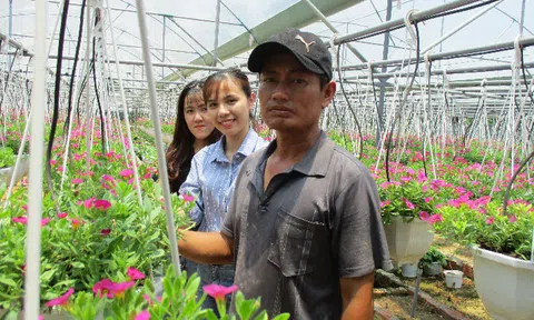 Đà Nẵng: Trồng hoa dạ yến thảo, lãi 1 triệu đồng/ngày