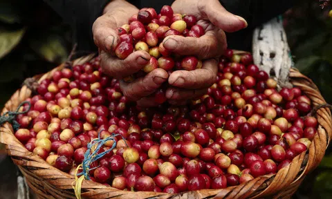 Giá nông sản hôm nay 18/5: Giá cà phê trên đà phục hồi tăng nhẹ, giá tiêu lại giảm