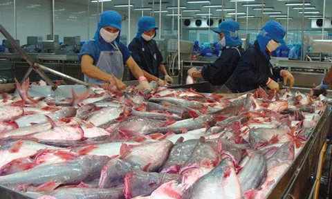 Giá cá tra tăng kỷ lục, doanh nghiệp lo khó cạnh tranh