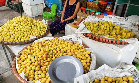 Mùa mơ vàng ươm trên các con phố Hà Nội