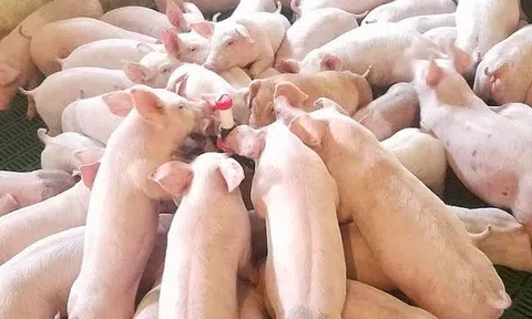 Giá heo hơi hôm nay 19/5: Đạt 48.000 đồng, mức giá 50.000 đồng/kg không còn xa