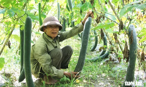 Bí xanh 2.000 đồng/kg vẫn ‘bí’ đầu ra