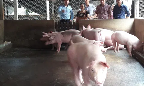 Giá heo hơi hôm nay 20/5: Giá lợn hơi tăng cao, cần tận dụng thời cơ