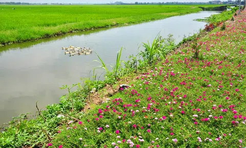 Những “cung đường” hoa mười giờ đẹp đến nao lòng ở Thái Bình