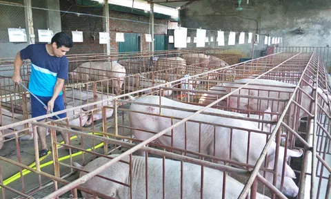 Giá heo hơi hôm nay 21/5: Lợn hơi tăng giá từng ngày, 10 hộ nuôi 9 hộ `sạch` chuồng