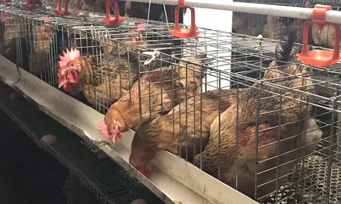 Độc chiêu hiếm có Việt Nam, lão nông thu lãi 1,5 tỷ/tháng