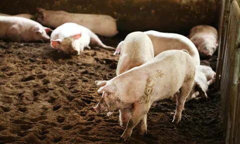 Giá heo hơi hôm nay 23/5: Giá leo thang mỗi ngày, làm gì để chớp thời cơ `vàng`?