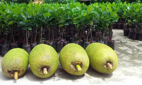 Mít Thái rớt giá mạnh vì thương lái Trung Quốc ngưng mua